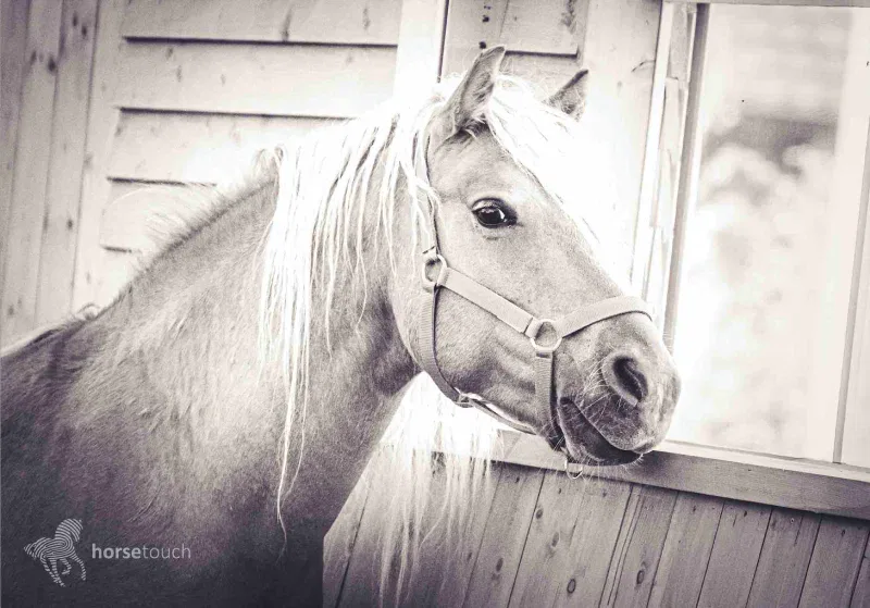 Steward fotografie alb-negru