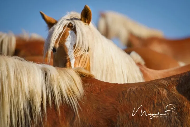 foto cai Potcoava destinatie de vacanta cai Haflingeri herghelia Potcoava