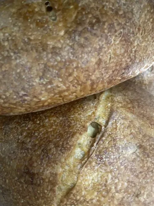 pâine - Potcoava Potcoava - destinatie de vacanta ecoturistica, experiente memorabile de relaxare