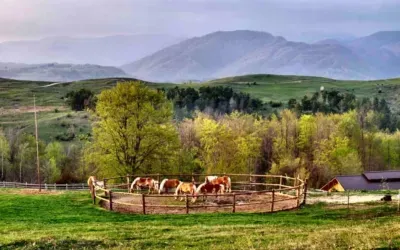 Primăvara bate cu potcoavele la ușă!