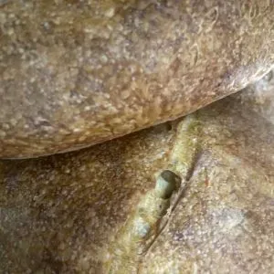 pâine - Potcoava Potcoava - destinatie de vacanta ecoturistica, experiente memorabile de relaxare